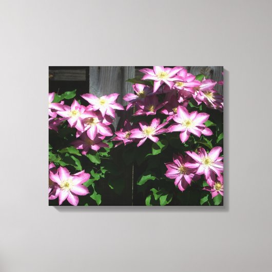 Klimaatbloemen van Clematis Paarse lentevloeren Canvas Afdruk (Voorkant)