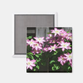 Klimaatbloemen van Clematis Paarse lentevloeren Magneet (Voorkant / Achterkant)
