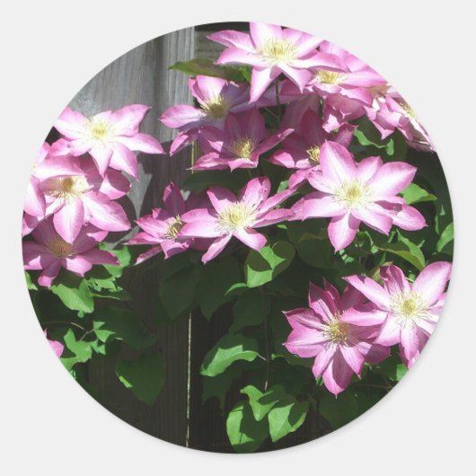 Klimaatbloemen van Clematis Paarse lentevloeren Ronde Sticker (Voorkant)