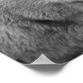 Klimaatverandering zwart-wit met poolberen poster (Hoek)