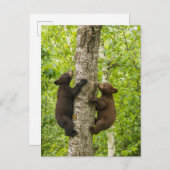 Klimboom met zwarte Beren Briefkaart (Voorkant / Achterkant)
