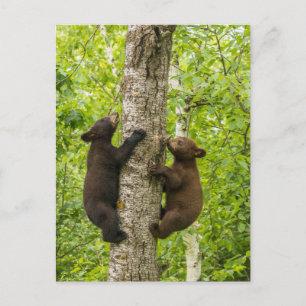 Klimboom met zwarte Beren Briefkaart