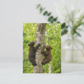 Klimboom met zwarte Beren Briefkaart (Staand voorkant)