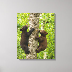 Klimboom met zwarte Beren Canvas Afdruk