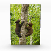 Klimboom met zwarte Beren Fotoblokken (Voorkant)