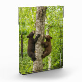 Klimboom met zwarte Beren Fotoblokken (Links)