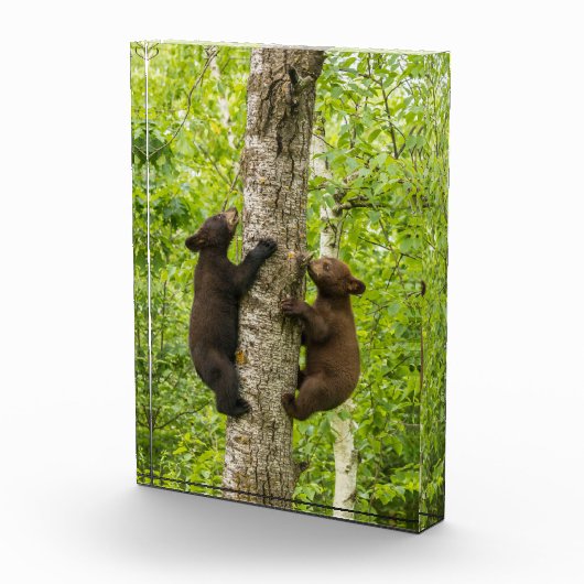 Klimboom met zwarte Beren Fotoblokken (Rechts)