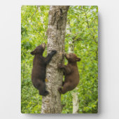 Klimboom met zwarte Beren Fotoplaat (voorkant)