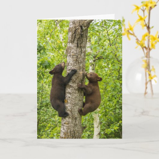 Klimboom met zwarte Beren Kaart (Gele Bloem)