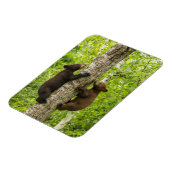 Klimboom met zwarte Beren Magneet (Linkerzijde)