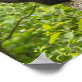 Klimboom met zwarte Beren Poster (Hoek)