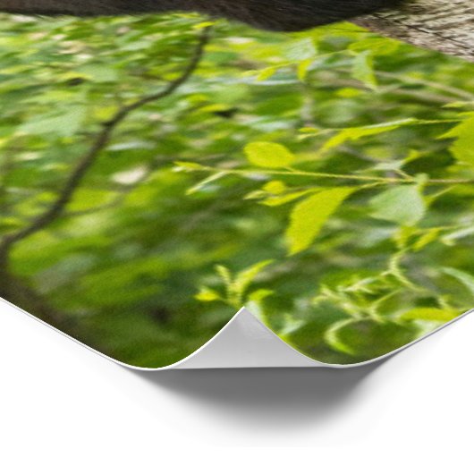 Klimboom met zwarte Beren Poster (Hoek)