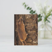 Klimboom muis briefkaart (Staand voorkant)