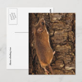 Klimboom muis briefkaart (Voorkant / Achterkant)