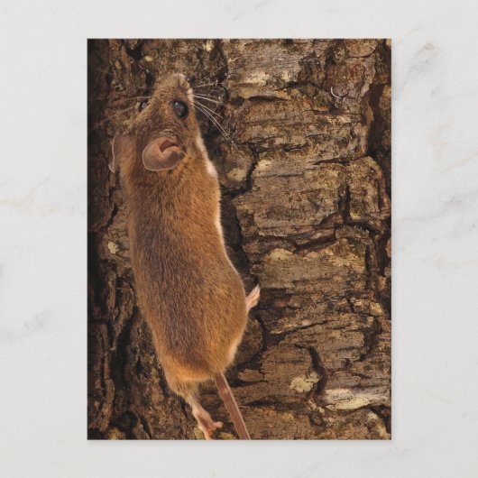 Klimboom muis briefkaart (Voorkant)