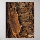 Klimboom muis poster (Voorkant)