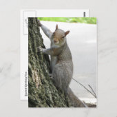 Klimboom van de eekhoorn briefkaart (Voorkant / Achterkant)