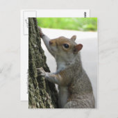 Klimboom van de eekhoorn briefkaart (Voorkant / Achterkant)