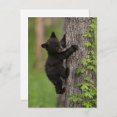 Klimboom voor zwarte Beren Briefkaart (Voorkant / Achterkant)