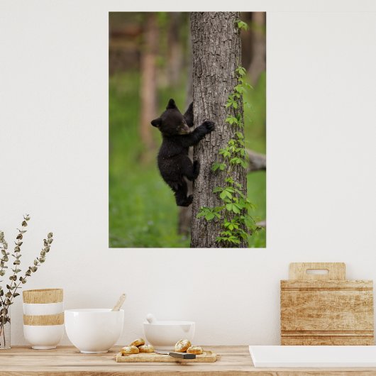 Klimboom voor zwarte Beren Poster (Keuken)