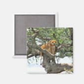 klimleeuw magneet (Voorkant / Achterkant)