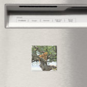 klimleeuw magneet (Insitu (Vaatwasser))