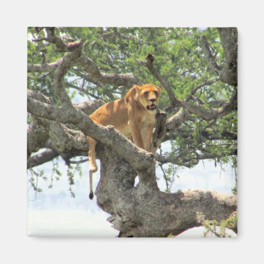 klimleeuw magneet (Voorkant)