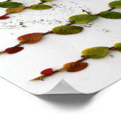 Klimmen Fig Vine Ombre Fotografie Poster (Hoek)