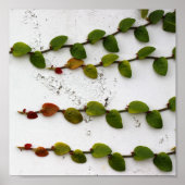 Klimmen Fig Vine Ombre Fotografie Poster (Voorkant)