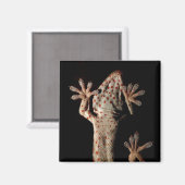 Klimmen Gekko Magnet (Voorkant / Achterkant)