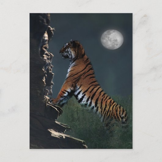 Klimmen van tijgers briefkaart (Voorkant)