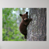 Klimmende Beer Poster (Voorkant)