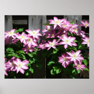 Klimmende Clematis Paarse Lente Bloemen Poster
