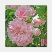 Klimmende Roos Magnet (Voorkant)