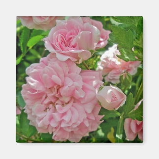 Klimmende Roos Magnet