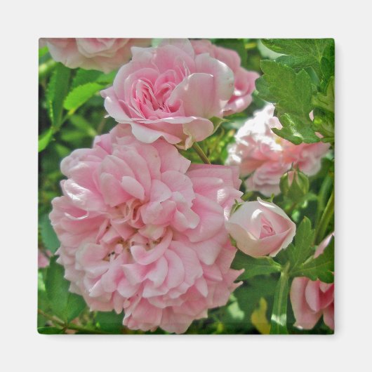 Klimmende Roos Magnet (Voorkant)