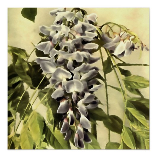 Klimmende Wisteria-vinnen Acrylverf Perfect Poster (Voorkant)