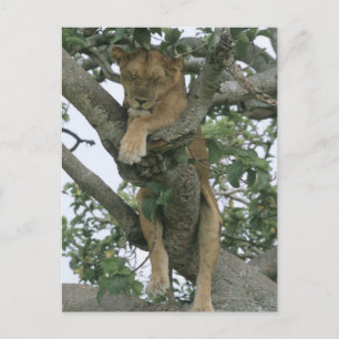 Klimmerlionen (Panthera leo), koningin Briefkaart