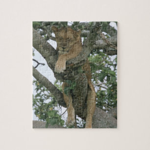 Klimmerlionen (Panthera leo), koningin Legpuzzel