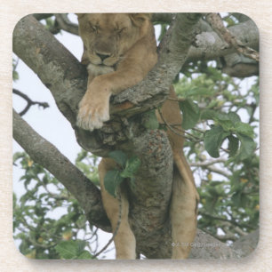 Klimmerlionen (Panthera leo), koningin Onderzetter