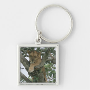 Klimmerlionen (Panthera leo), koningin Sleutelhanger
