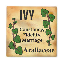 Klimop bloem taal florigraphy verouderde papiersti