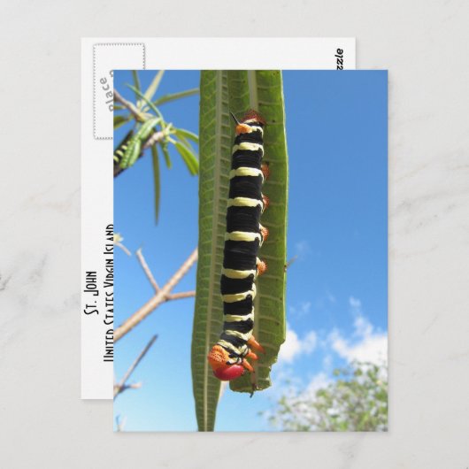 Klimpijleras Briefkaart (Voorkant / Achterkant)