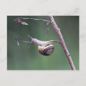 Klimslak Briefkaart (Voorkant)