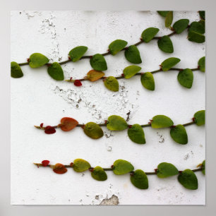 Klimstvliegen Poster