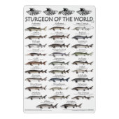 KLIPBOARD - PADDLEFISCH POSTER VOOR TRIBAL EN STUR MINI KLEMBORD (Achterkant)