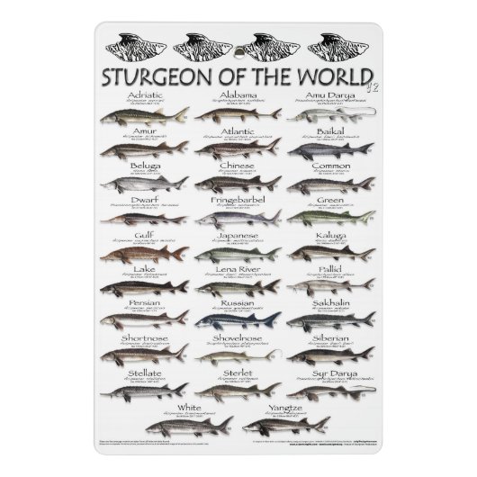 KLIPBOARD - PADDLEFISCH POSTER VOOR TRIBAL EN STUR MINI KLEMBORD (Achterkant)