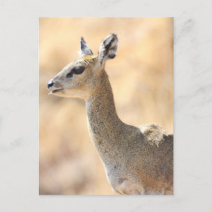 Klipspringer-antilope Briefkaart