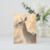 Klipspringer-antilope Briefkaart (Staand voorkant)