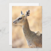 Klipspringer-antilope Feestdagenkaart (Voorkant / Achterkant)